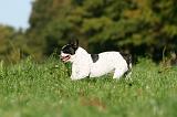 BOULEDOGUE FRANCAIS 1158